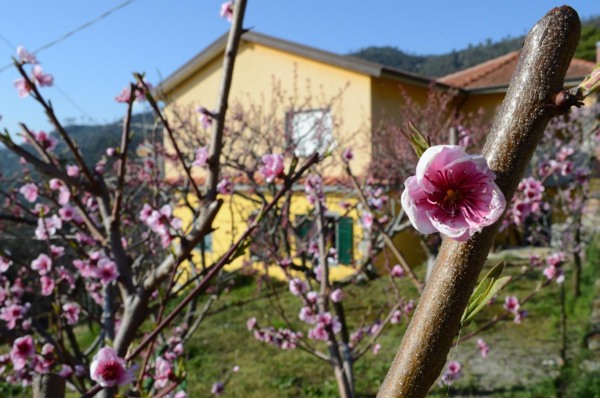 I Tre Grappoli * Corniglia